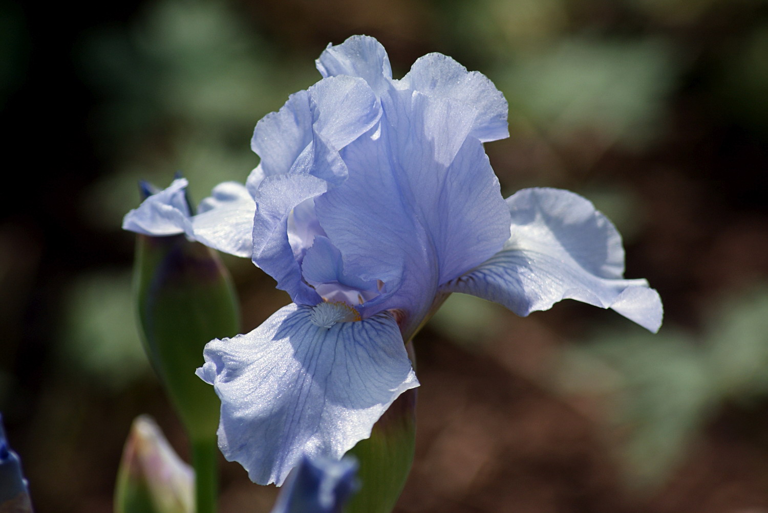 Powder blue Bearded Iris at Killerton