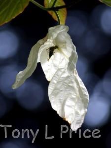 Flower of the Handkerchief or Dove Tree (Davidia involucrata)