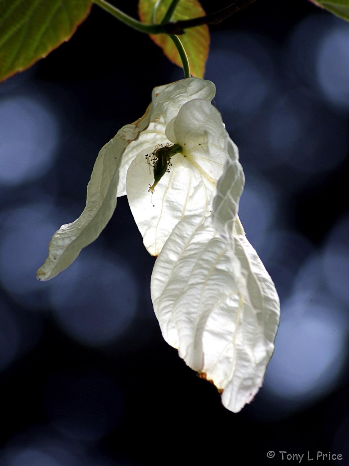 Handkerchief or Dove Tree