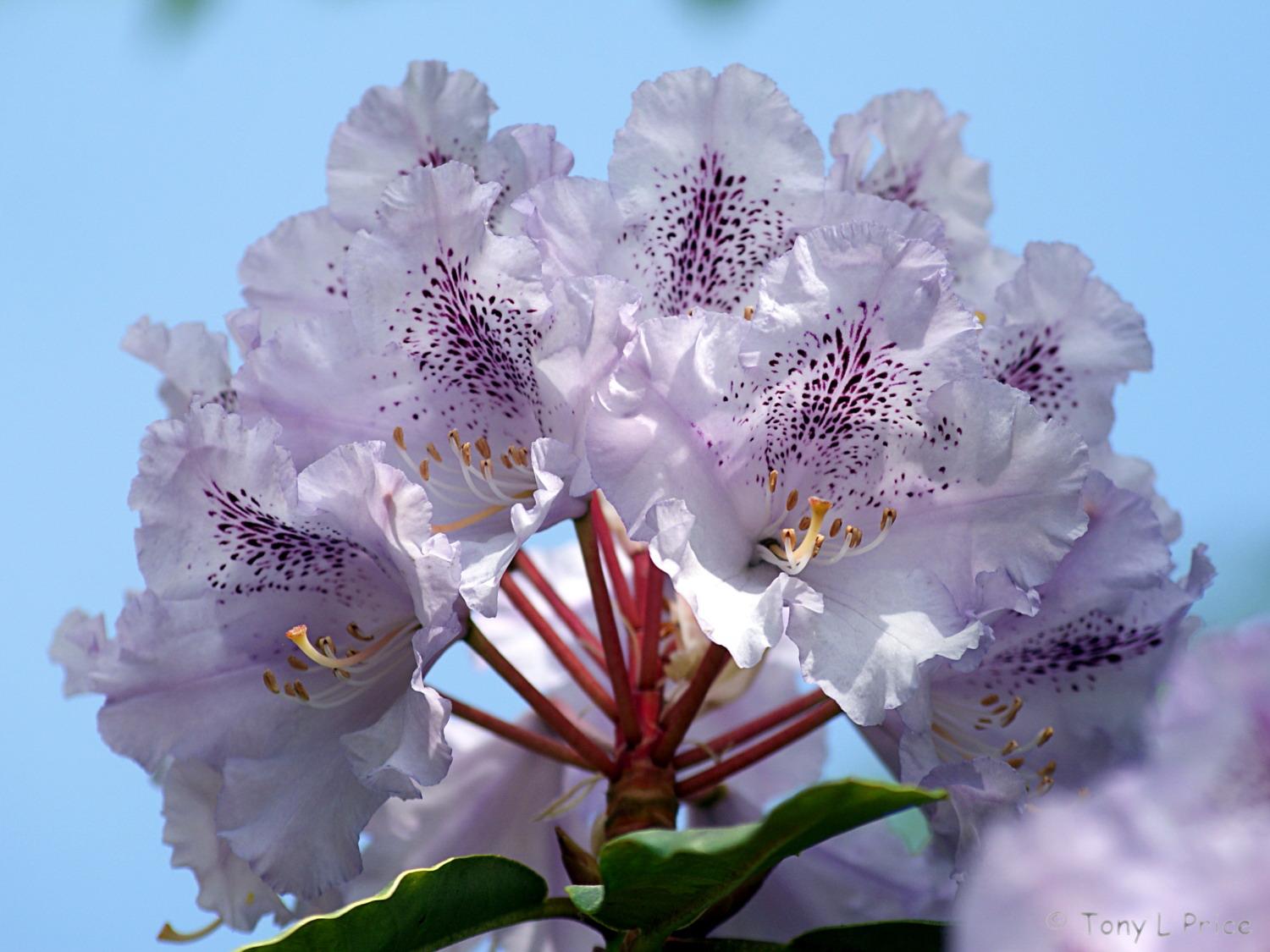 Rhododendron flowering