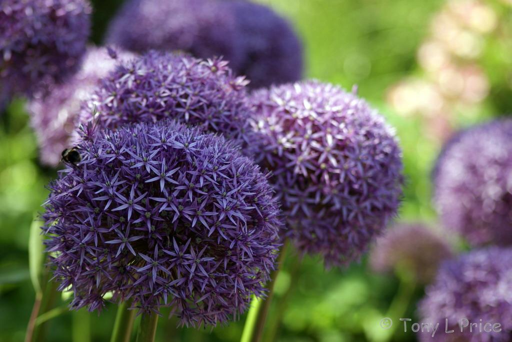 Picture Group of blossoms of Giant Onion (Allium giganteum) at Cannington