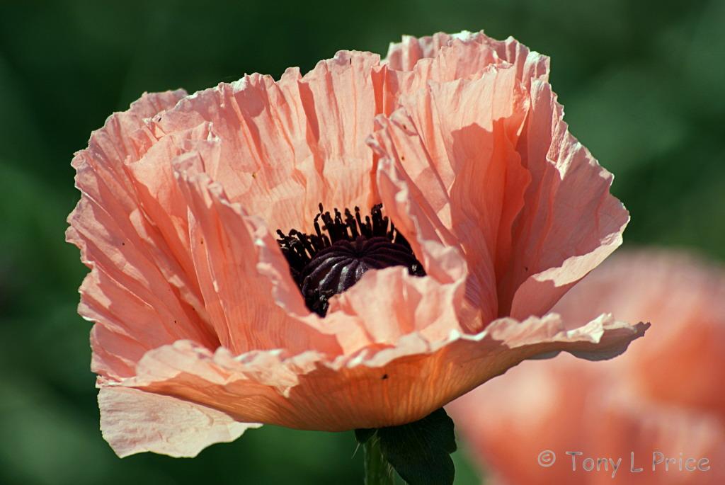Picture Oriental Poppy (Papaver Orientale) bloom and bud at Cannington