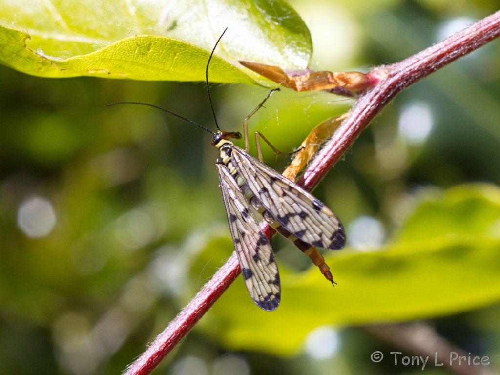picture of female Common Scorpionfly