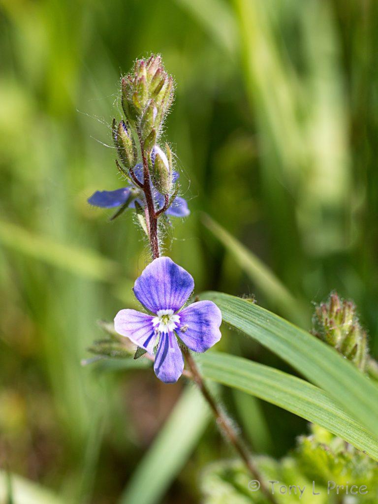 hedgerow picture of Germander Speedwell in flower