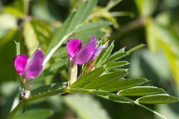 picture of Common Vetch in flower