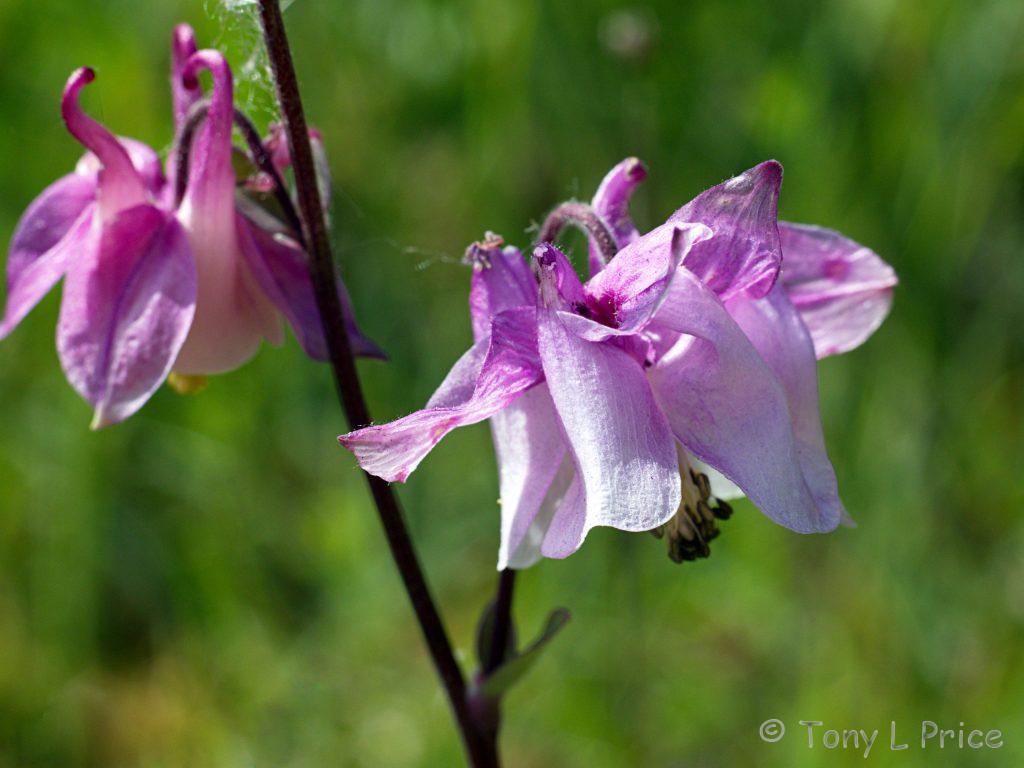 Picture of Columbine (Aquilegia sp.) in flower