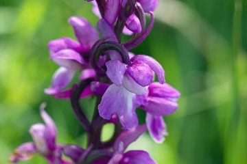 picture of Early-purple Orchid (Orchis mascula) in flower
