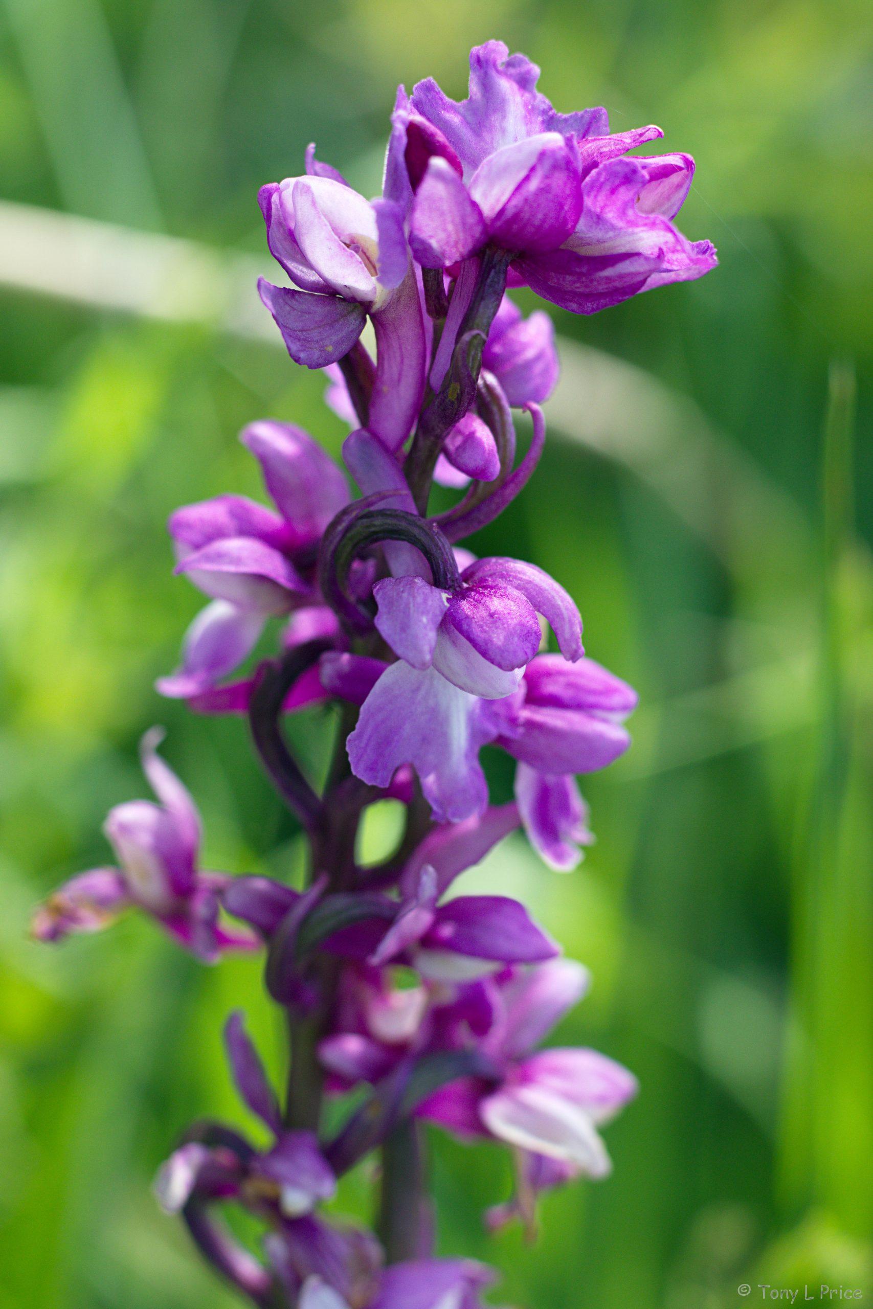 picture of Early-purple Orchid (Orchis mascula) in flower