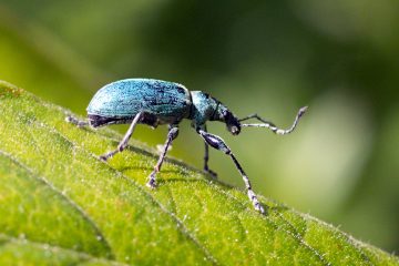 picture of Nettle Weevil