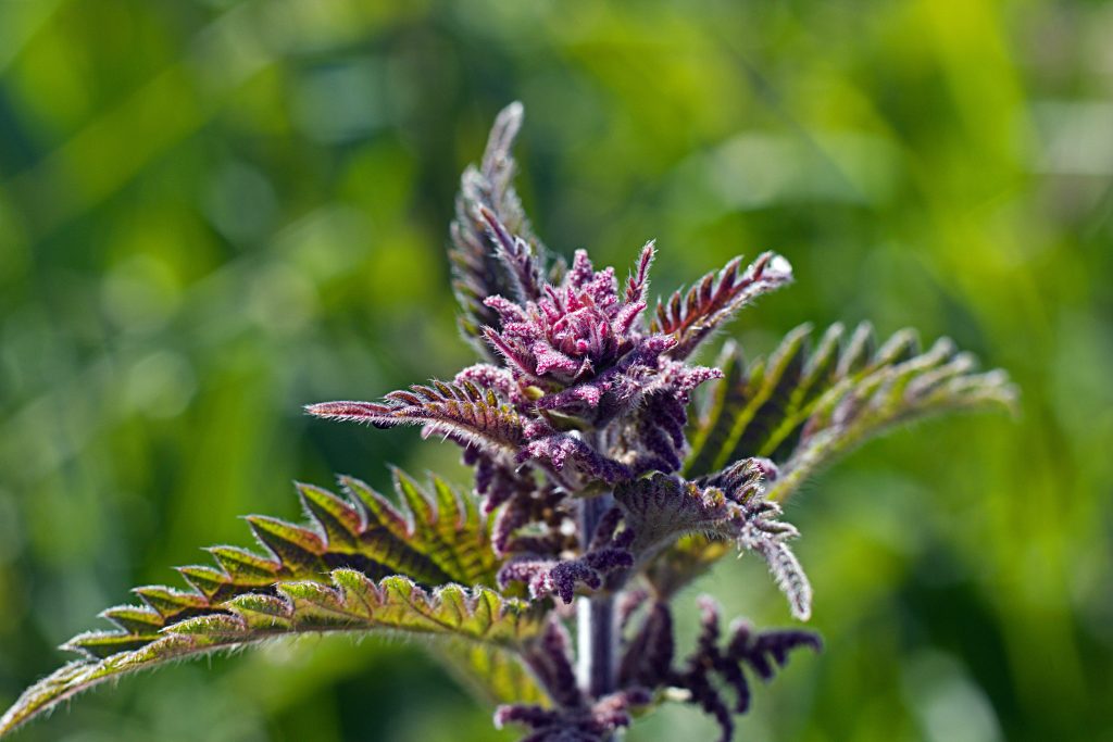 picture of Stinging Nettle