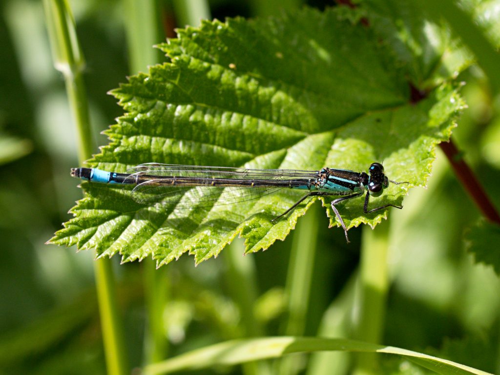 picture of Blue-tailed Damselfly