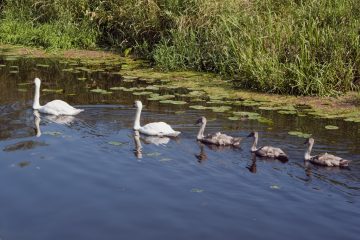 A pair of swans with 3 young all in line moving along a rhyne.