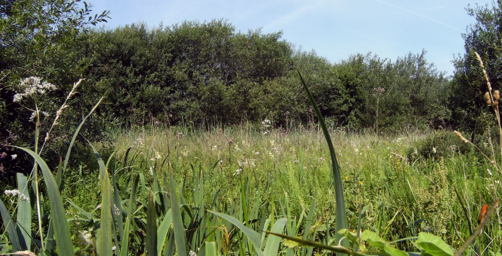 Photo: View across the dense wetland vegetation of the Sweet Track
