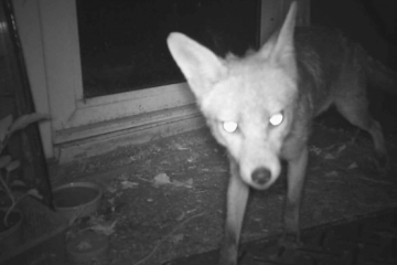 Female Fox, looking at the camera. So not a Hedgehog.