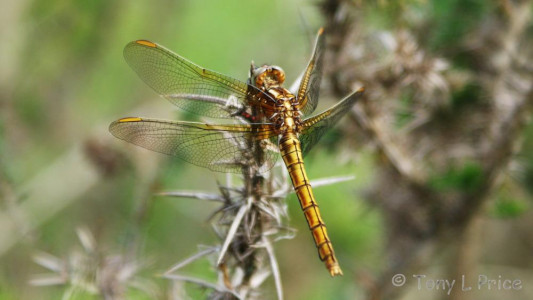 Keeled Skimmer