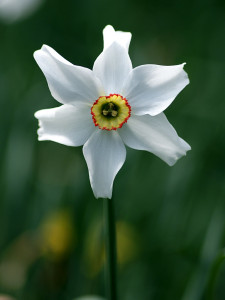 Pheasant's Eye (Narcissus poeticus) in flower at Killerton