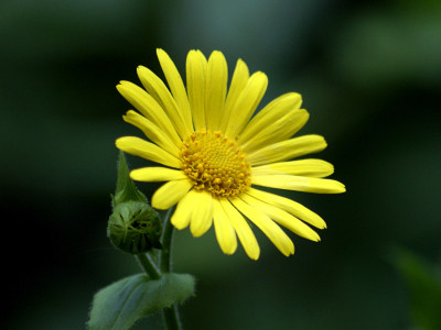 Leopard's Bane in flower at Killerton
