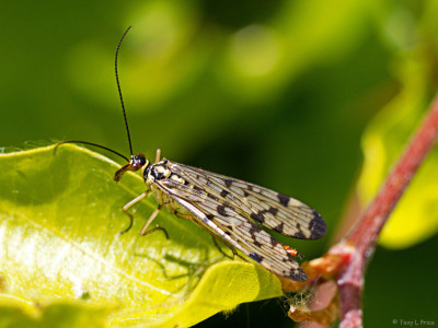 picture of female Common Scorpionfly