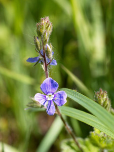 picture of Germander Speedwell in flower