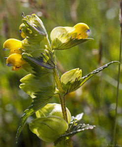 picture of Yellow Rattle (Rhinanthus minor) in flower