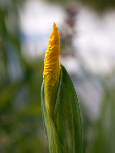 picture of Yellow Flag