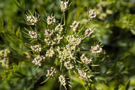 picture of Hemlock Water Dropwort