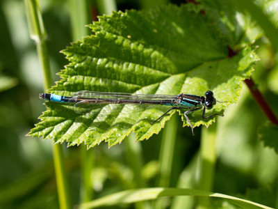 picture of Blue-tailed Damselfly